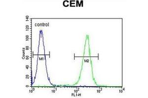 Flow cytometric analysis of CEM cells using  Musashi-1 Antibody (N-term) Cat. (MSI1 Antikörper  (N-Term))