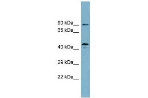 WB Suggested Anti-WIPI1 Antibody Titration: 0. (WIPI1 Antikörper  (N-Term))