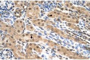 Immunohistochemical staining (Formalin-fixed paraffin-embedded sections) of human kidney with EIF3M polyclonal antibody  at 4-8 ug/mL working concentration. (Eukaryotic Translation Initiation Factor 3, Subunit M (EIF3M) (N-Term) Antikörper)