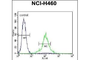 TME Antibody (C-term) 11713b flow cytometric analysis of NCI- cells (right histogram) compared to a negative control cell (left histogram). (TMEM100 Antikörper  (C-Term))