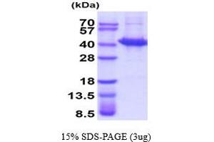 SDS-PAGE (SDS) image for Sorbitol Dehydrogenase (SORD) (AA 1-357) (Active) protein (ABIN7281100) (SORD Protein (AA 1-357))