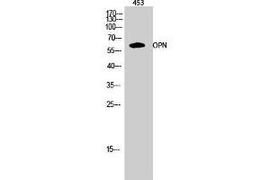 Western Blot (WB) analysis of 453 cells using OPN Polyclonal Antibody.