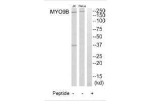 Western blot analysis of extracts from HeLa cells and Jurkat cells, using MYO9B antibody. (MYO9B Antikörper  (N-Term))