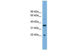 Image no. 1 for anti-Docking Protein 6 (DOK6) (C-Term) antibody (ABIN6745096) (DOK6 Antikörper  (C-Term))