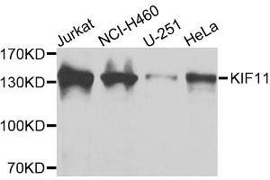 Western blot analysis of extracts of various cell lines, using KIF11 antibody. (KIF11 Antikörper  (AA 797-1056))