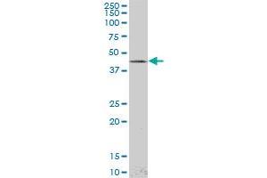 LHX4 monoclonal antibody (M05), clone 4D7. (LHX4 Antikörper  (AA 208-306))