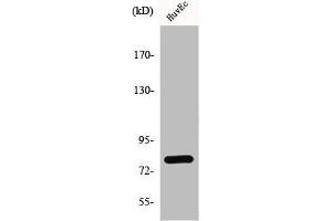 Western Blot analysis of HuvEc cells using GRK 2 Polyclonal Antibody (GRK2 Antikörper  (C-Term))