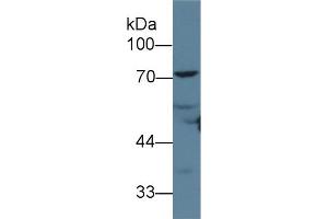 Detection of ANGPT1 in Rat Heart lysate using Polyclonal Antibody to Angiopoietin 1 (ANGPT1) (Angiopoietin 1 Antikörper  (AA 21-228))