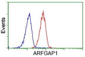 Image no. 6 for anti-ADP-Ribosylation Factor GTPase Activating Protein 1 (ARFGAP1) antibody (ABIN1496684) (ARFGAP1 Antikörper)