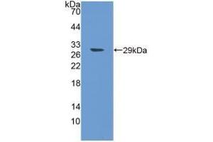 Detection of Recombinant SPON1, Human using Polyclonal Antibody to Spondin 1 (SPON1)