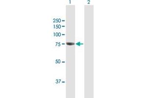 Western Blot analysis of GBE1 expression in transfected 293T cell line by GBE1 MaxPab polyclonal antibody. (GBE1 Antikörper  (AA 1-702))
