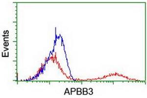 HEK293T cells transfected with either RC219752 overexpress plasmid (Red) or empty vector control plasmid (Blue) were immunostained by anti-APBB3 antibody (ABIN2455159), and then analyzed by flow cytometry. (APBB3 Antikörper)