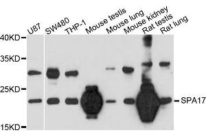 Western blot analysis of extract of various cells, using SPA17 antibody.