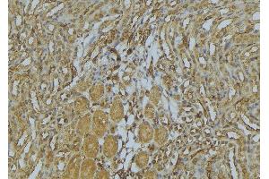 ABIN6273009 at 1/100 staining Mouse kidney tissue by IHC-P. (MYH4 Antikörper  (Internal Region))