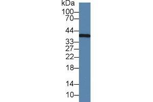 Detection of IL1a in Caprine Liver lysate using Monoclonal Antibody to Interleukin 1 Alpha (IL1a) (IL1A Antikörper  (AA 90-268))