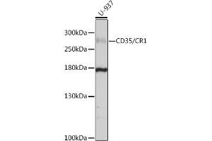 Western blot analysis of extracts of U-937 cells, using CD35/CD35/CR1 antibody (ABIN6130075, ABIN6138990, ABIN6138991 and ABIN6214176) at 1:1000 dilution. (CD35 Antikörper  (AA 420-550))