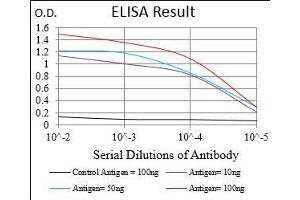 Black line: Control Antigen (100 ng), Purple line: Antigen(10 ng), Blue line: Antigen (50 ng), Red line: Antigen (100 ng), (CAMKII gamma Antikörper  (AA 322-481))