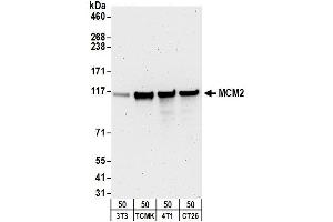 Western Blotting (WB) image for anti-Minichromosome Maintenance Complex Component 2 (MCM2) (AA 1-50) antibody (ABIN7449234) (MCM2 Antikörper  (AA 1-50))