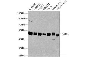 Western blot analysis of extracts of various cell lines using CELF1 Polyclonal Antibody at dilution of 1:1000. (CELF1 Antikörper)