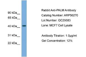 WB Suggested Anti-PALM  Antibody Titration: 0. (Paralemmin Antikörper  (N-Term))