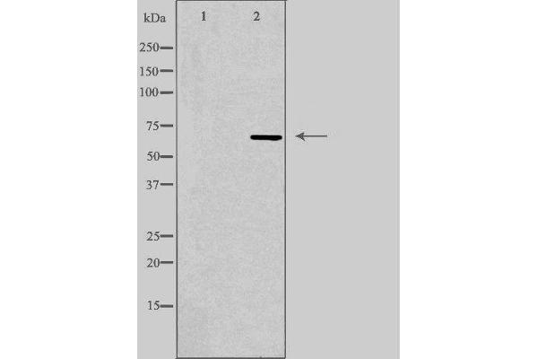 VGF Antikörper  (Internal Region)