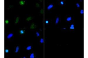 Immunofluorescence of Rabbit Anti-Histone H3 [Dimethyl Lys37] Antibody. (Histone 3 Antikörper  (H3K37me2))