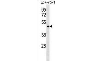 Western Blotting (WB) image for anti-Vomeronasal 1 Receptor 5 (VN1R5) antibody (ABIN3000073) (VN1R5 Antikörper)