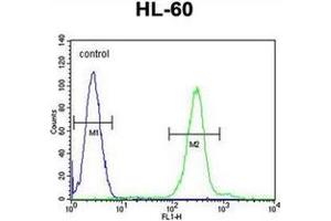 Flow cytometric analysis of HL-60 cells using PLA2G2C Antibody (C-term) Cat. (PLA2G2C Antikörper  (C-Term))