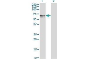 Western Blot analysis of HDAC1 expression in transfected 293T cell line by HDAC1 monoclonal antibody (M06), clone 1D6. (HDAC1 Antikörper  (AA 1-482))