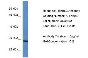Western Blotting (WB) image for anti-RAB6C (WTH3DI) (Middle Region) antibody (ABIN2788469) (WTH3DI Antikörper  (Middle Region))