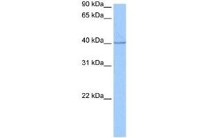 SP6 antibody used at 0.