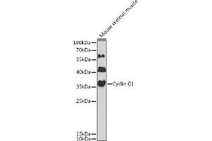 Western blot analysis of extracts of mouse skeletal muscle, using Cyclin G1 antibody  at 1:1000 dilution. (Cyclin G1 Antikörper  (AA 1-295))