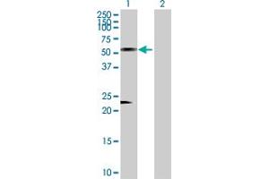 Western Blot analysis of AZIN1 expression in transfected 293T cell line by AZIN1 MaxPab polyclonal antibody.