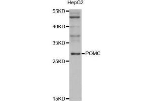 Western blot analysis of extracts of HepG2 cell line, using POMC antibody. (POMC Antikörper  (AA 1-267))