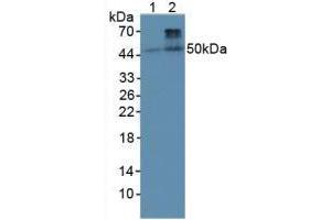 Figure. (BMP4 Antikörper  (AA 22-408))