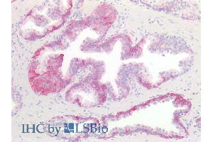 ABIN1589992 (10µg/ml) staining of paraffin embedded Human Prostate.