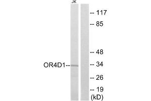 Western blot analysis of extracts from Jurkat cells, using OR4D1 antibody. (OR4D1 Antikörper  (C-Term))