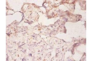 Immunohistochemistry of paraffin-embedded human placenta tissue using ABIN7160310 at dilution of 1:50 (ABCB1 Antikörper  (AA 236-297))