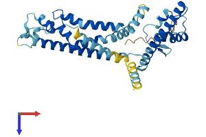 Calcium Homeostasis Modulator 2 (CALHM2) (AA 1-323) protein (His tag)