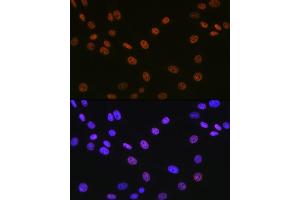 Immunofluorescence analysis of NIH-3T3 cells using Matrin 3 Rabbit mAb (ABIN7268414) at dilution of 1:100 (40x lens).