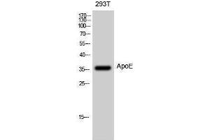 Western Blotting (WB) image for anti-Apolipoprotein E (APOE) (Internal Region) antibody (ABIN3183322) (APOE Antikörper  (Internal Region))