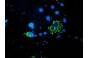 Anti-PDSS2 mouse monoclonal antibody (ABIN2455332) immunofluorescent staining of COS7 cells transiently transfected by pCMV6-ENTRY PDSS2 (RC207892). (PDSS2 Antikörper)