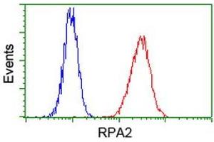 Image no. 11 for anti-Replication Protein A2, 32kDa (RPA2) antibody (ABIN1500733)