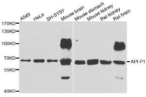 Western blot analysis of extracts of various cell lines, using APLP1 antibody. (APLP1 Antikörper  (AA 39-300))
