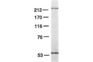 Image no. 2 for anti-Polymerase (DNA Directed), epsilon 3 (p17 Subunit) (POLE3) antibody (ABIN363202) (POLE3 Antikörper)