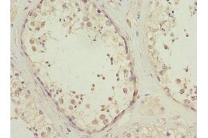 Immunohistochemistry of paraffin-embedded human testis tissue using ABIN7163171 at dilution of 1:100 (PIK3R3 Antikörper  (Regulatory Subunit Gamma))