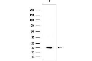 anti-ASF1 Anti-Silencing Function 1 Homolog B (ASF1B) (Internal Region) antibody