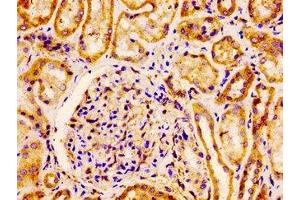 IHC image of ABIN7152965 diluted at 1:100 and staining in paraffin-embedded human kidney tissue performed on a Leica BondTM system. (Flotillin 1 Antikörper  (AA 169-251))