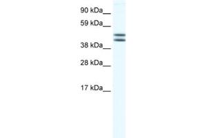 Western Blotting (WB) image for anti-Egl-9 Family Hypoxia Inducible Factor 2 (EGLN2) antibody (ABIN2460964) (PHD1 Antikörper)
