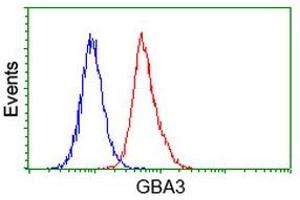 Flow Cytometry (FACS) image for anti-Glucosidase, Beta, Acid 3 (Cytosolic) (GBA3) (AA 1-150), (AA 370-469) antibody (ABIN1490583) (GBA3 Antikörper  (AA 1-150, AA 370-469))